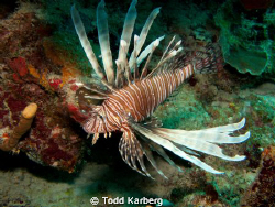 lionfish by Todd Karberg 
